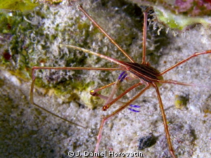 arrow crab by J. Daniel Horovatin 